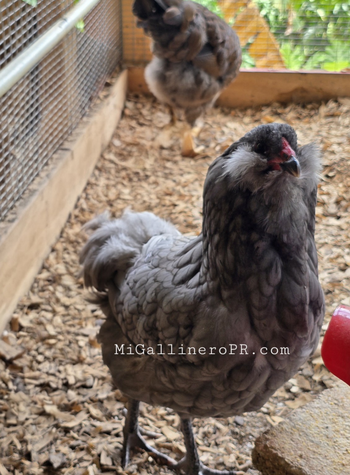 Ameraucana azul