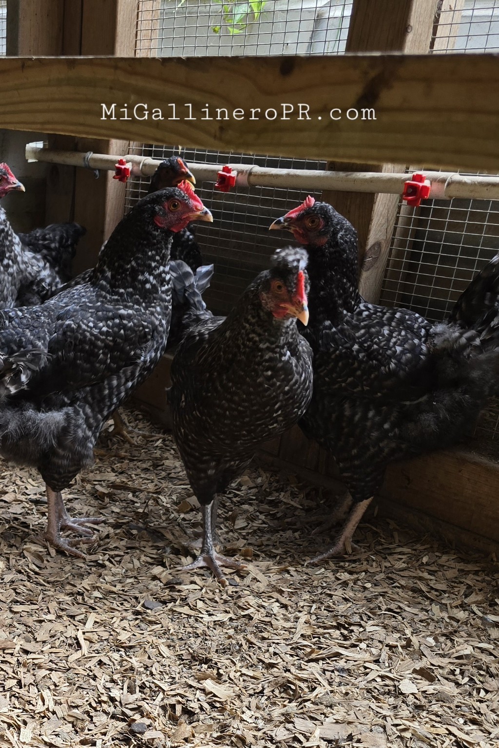 Grupo de Cuckoo Olive Eggers