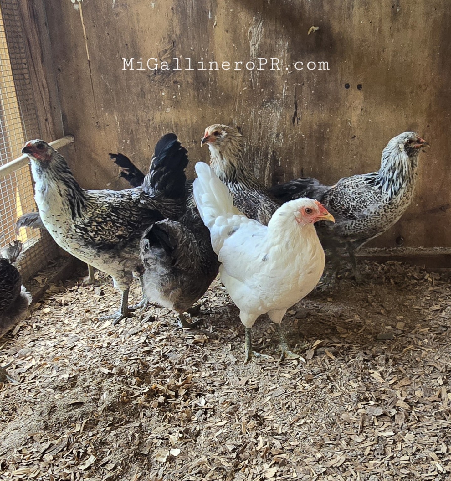 Grupo con Easter Eggers en el gallinero