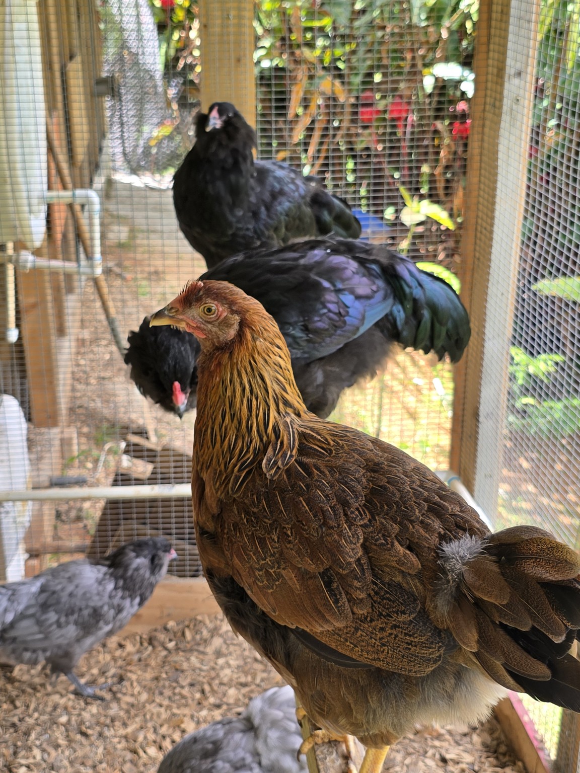 Gallina Welsummer