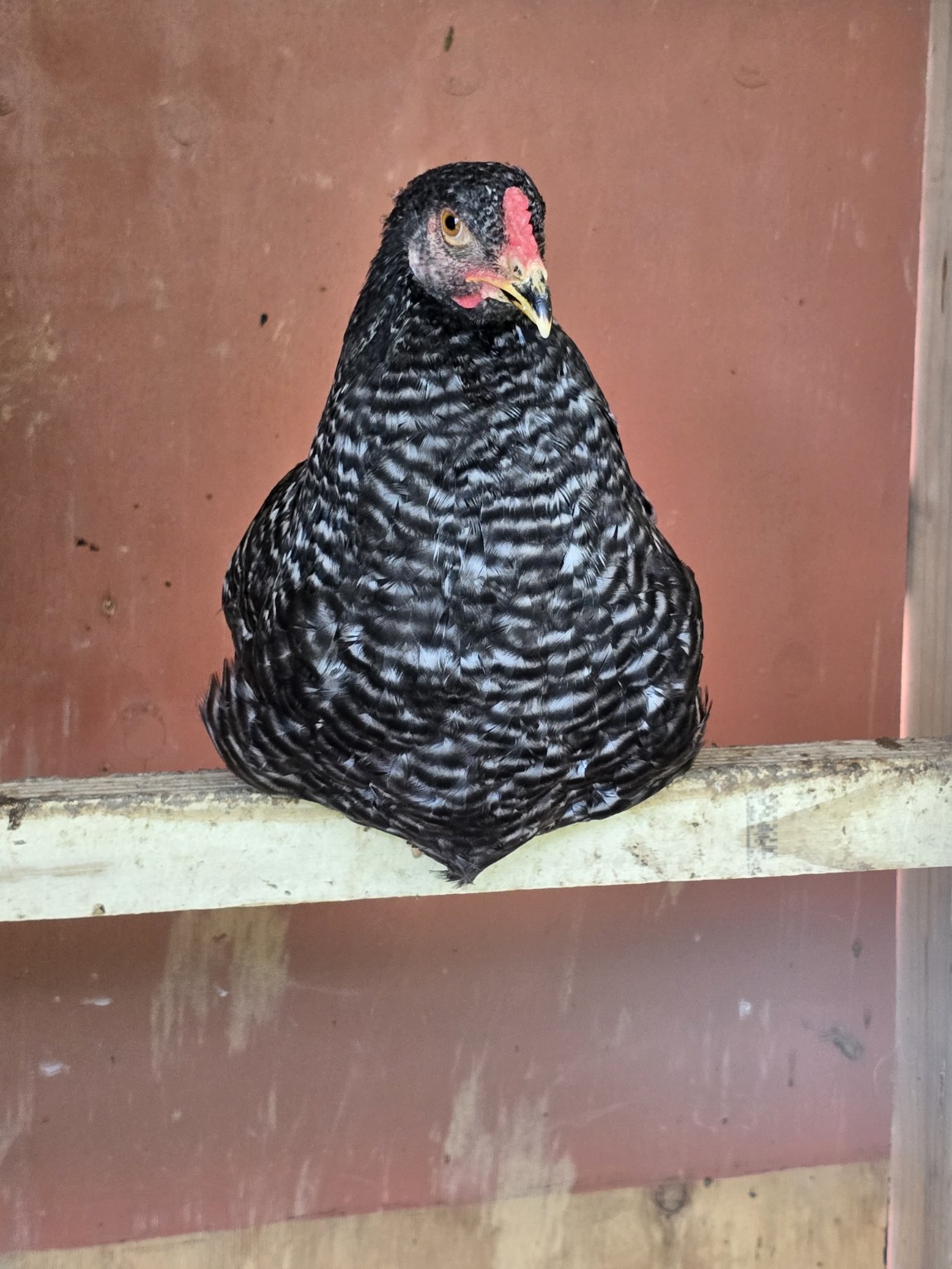 Gallina de Mi Gallinero PR descansando sobre una percha