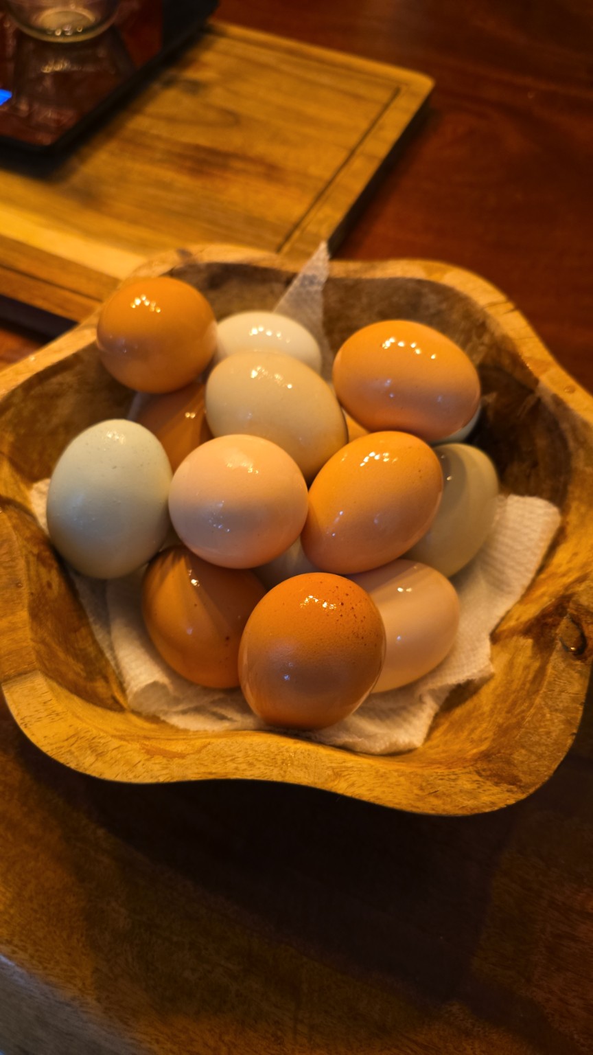 Huevos de distintos colores de Mi Gallinero PR