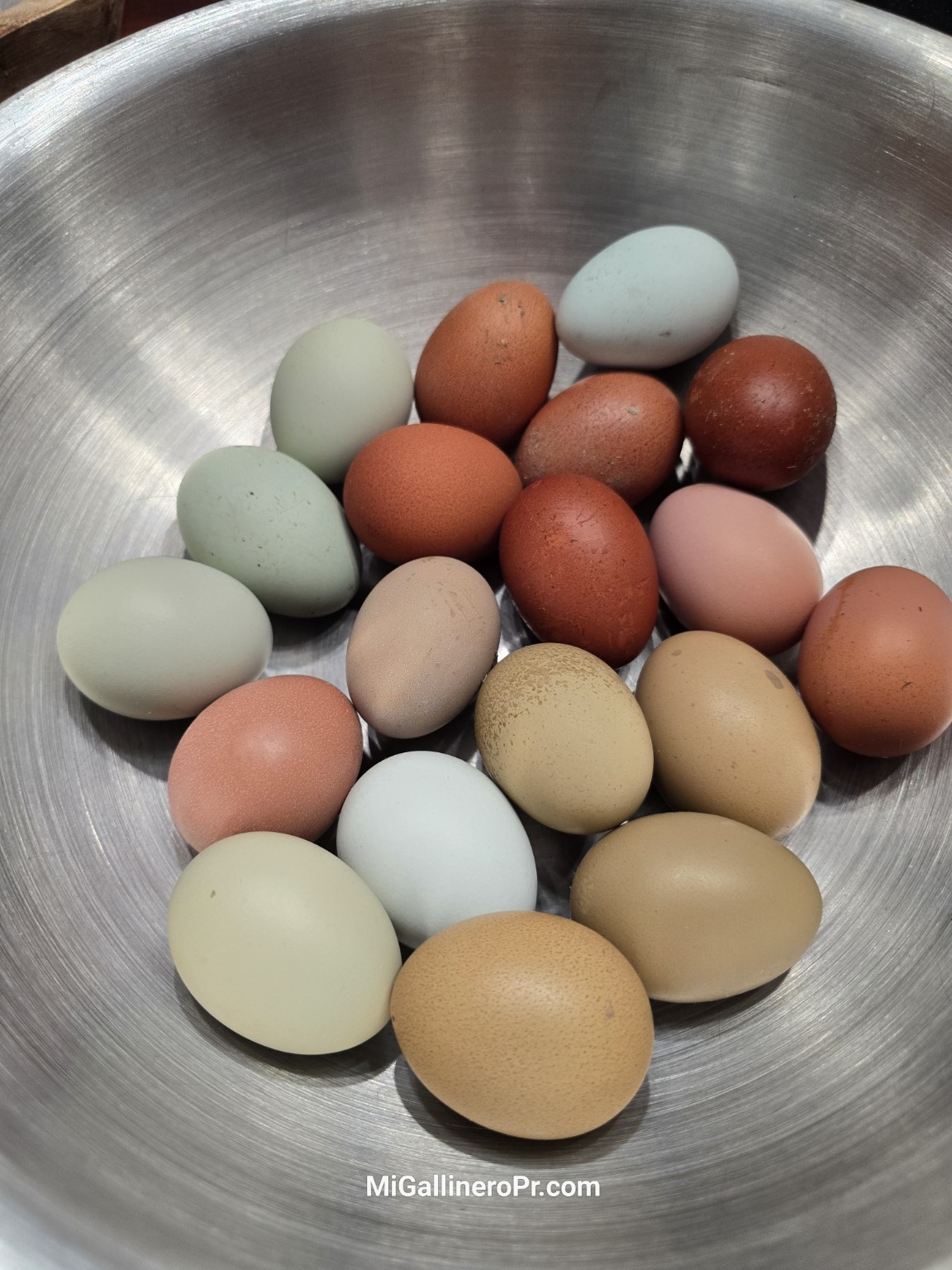 Recolección del fin de semana de Mi Gallinero PR