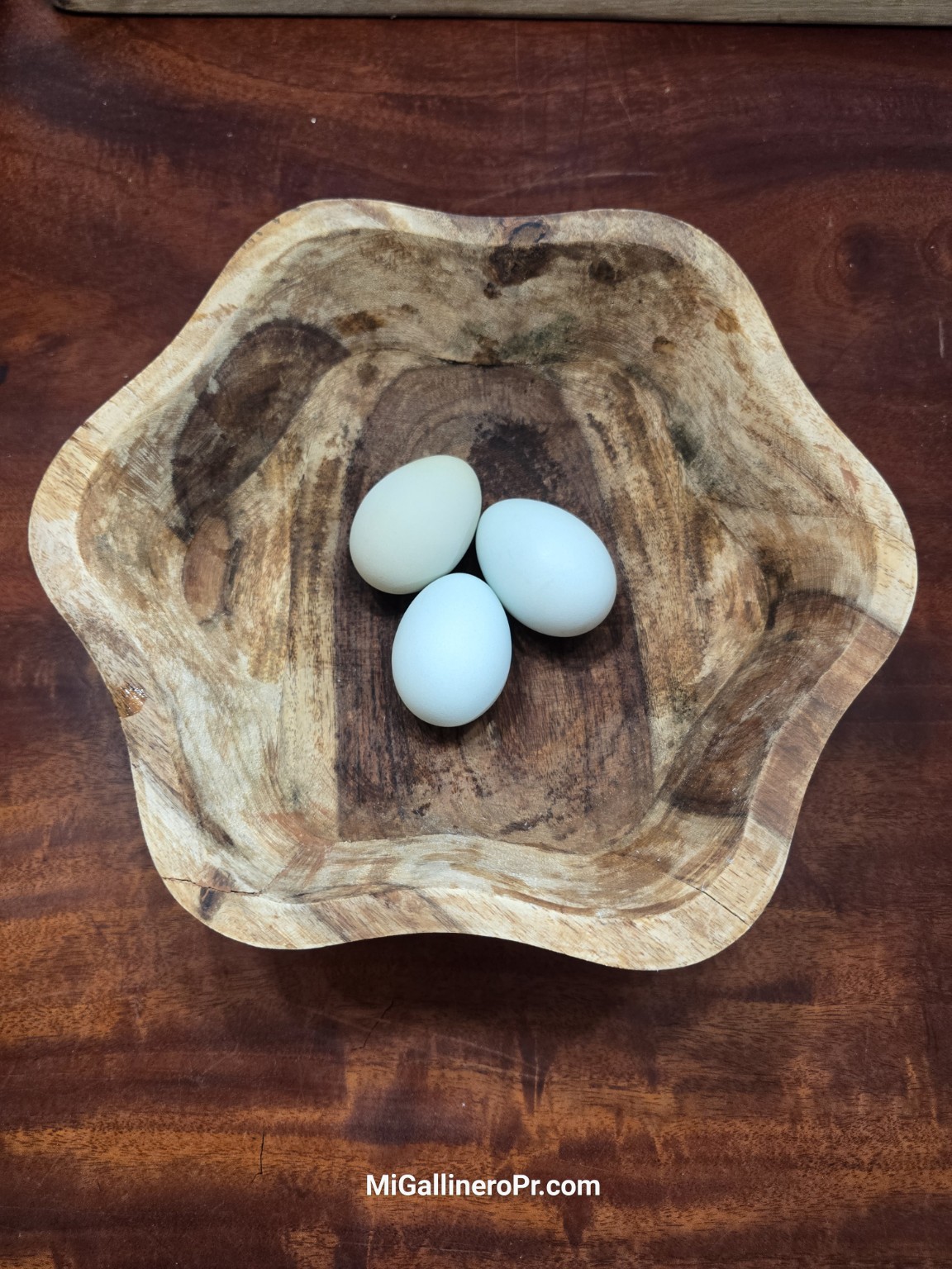 Primeros huevos azules de nuestras Ameraucanas